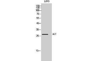 Western Blotting (WB) image for anti-THO Complex 4 (THOC4) (Internal Region) antibody (ABIN3183263)