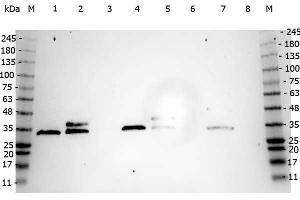 Western Blot of Mouse anti-CDC2 (p34) antibody. (Cdc2, p34 Antikörper)