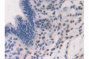 Immunohistochemistry (IHC) image for anti-Dopamine Receptor D1 (DRD1) (AA 338-446) antibody (ABIN7433402)
