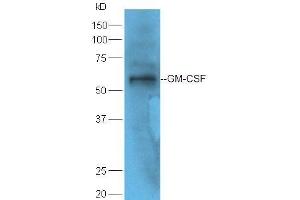 Mouse spleen lysate probed with Rabbit Anti-GM-CSF Polyclonal Antibody  at 1:5000 90min in 37˚C