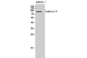 Western Blotting (WB) image for anti-Cadherin 8 (CDH8) (Internal Region) antibody (ABIN3183621) (Cadherin 8 Antikörper  (Internal Region))