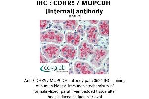 Image no. 2 for anti-Mucin and Cadherin-Like (CDHR5) (Internal Region) antibody (ABIN1732924) (CDHR5 Antikörper  (Internal Region))