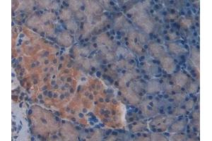 DAB staining on IHC-P; Samples: Rat Pancreas Tissue (CXCL7 Antikörper  (AA 46-107))