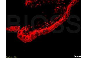 Immunofluorescence (IF) image for anti-serpin Peptidase Inhibitor, Clade F (Alpha-2 Antiplasmin, Pigment Epithelium Derived Factor), Member 1 (SERPINF1) (AA 201-300) antibody (ABIN672456)