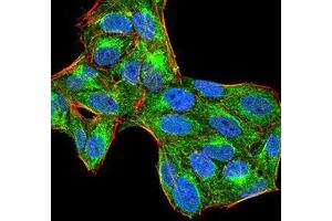 Immunocytochemistry (ICC) image for anti-Protein-tyrosine Phosphatase 1C (PTPN6) (AA 243-541) antibody (ABIN5874772) (SHP1 Antikörper  (AA 243-541))