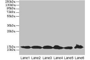 Western blot All lanes: BUD31 antibody at 5 μg/mL Lane 1: Jurkat whole cell lysate Lane 2: Raji whole cell lysate Lane 3: NIH/3T3 whole cell lysate Lane 4: K562 whole cell lysate Lane 5: HepG2 whole cell lysate Lane 6: U251 whole cell lysate Secondary Goat polyclonal to rabbit IgG at 1/10000 dilution Predicted band size: 17, 18 kDa Observed band size: 17 kDa (BUD31 Antikörper  (AA 1-144))