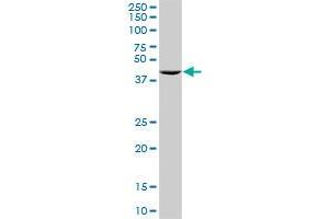 RNH1 MaxPab rabbit polyclonal antibody. (RNH1 Antikörper  (AA 1-461))