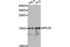 Western Blotting (WB) image for anti-Ribosomal Protein L23 (RPL23) (AA 1-140) antibody (ABIN1682575) (RPL23 Antikörper  (AA 1-140))
