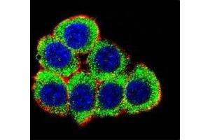 Immunofluorescence (IF) image for anti-X-Ray Repair Complementing Defective Repair in Chinese Hamster Cells 6 (XRCC6) (AA 228-254) antibody (ABIN3029656)