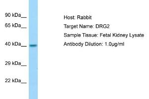 Host: Rabbit Target Name: DRG2 Sample Type: Fetal Kidney lysates Antibody Dilution: 1. (DRG2 Antikörper  (N-Term))