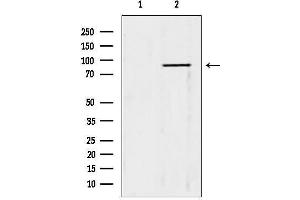 anti-Tripartite Motif Containing 9 (TRIM9) (N-Term) antibody