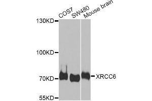Western blot analysis of extracts of various cell lines, using XRCC6 antibody. (XRCC6 Antikörper)