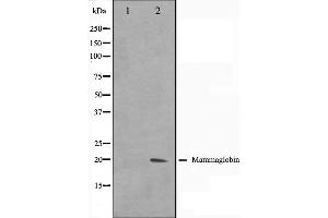 Western blot analysis on HepG2 cell lysate using Mammaglobin Antibody. (Mammaglobin A Antikörper  (Internal Region))