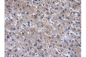 Immunohistochemistry (IHC) image for anti-Aldo-Keto Reductase Family 1, Member A1 (Aldehyde Reductase) (AKR1A1) antibody (ABIN1496541) (AKR1A1 Antikörper)