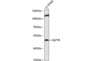 Western blot analysis of extracts of U-87MG cells, using GLP1R antibody (ABIN6131005, ABIN6141137, ABIN6141139 and ABIN6218185) at 1:1000 dilution. (GLP1R Antikörper  (AA 22-116))