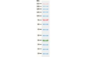 SDS-PAGE (SDS) image for ExcelBand™ 3-color Extra Range Protein Marker (ABIN5662599) (ExcelBand™ 3-color Extra Range Protein Marker)