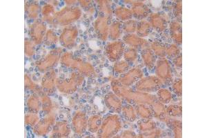 Used in DAB staining on fromalin fixed paraffin- embedded Kidney tissue (OCT4 Antikörper  (AA 136-360))