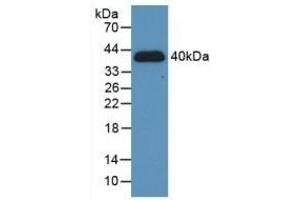 Detection of Recombinant HIF1a, Human using Polyclonal Antibody to Hypoxia Inducible Factor 1 Alpha (HIF1a) (HIF1A Antikörper  (AA 218-506))