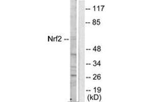 Western blot analysis of extracts from HuvEc cells, using Nrf2 Antibody. (NRF2 Antikörper  (AA 556-605))