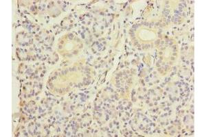 Immunohistochemistry of paraffin-embedded human pancreatic tissue using ABIN7150520 at dilution of 1:100