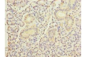 Immunohistochemistry of paraffin-embedded human pancreatic tissue using ABIN7150520 at dilution of 1:100 (DNAJB4 Antikörper  (AA 1-337))