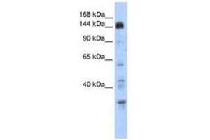 Image no. 1 for anti-Period Circadian Protein 2 (PER2) (C-Term) antibody (ABIN6742875) (PER2 Antikörper  (C-Term))