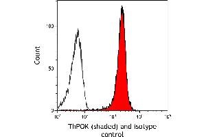 anti-ThPok (AA 250-300) antibody
