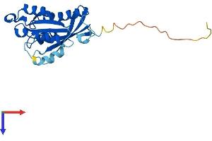 RAB2B Protein (AA 1-216) (His tag)