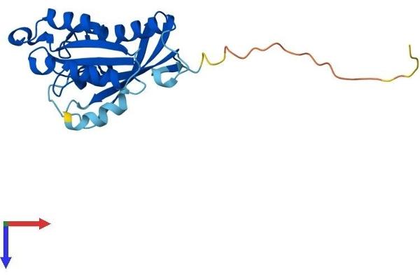 RAB2B Protein (AA 1-216) (His tag)