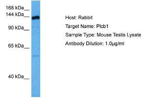 Host: Rabbit Target Name: PLCB1 Sample Tissue: Mouse Testis Antibody Dilution: 1ug/ml (Phospholipase C beta 1 Antikörper  (C-Term))