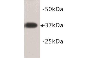 Western Blotting (WB) image for anti-Developmental Pluripotency Associated 2 (DPPA2) (N-Term) antibody (ABIN1854882) (DPPA2 Antikörper  (N-Term))
