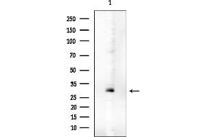 anti-Mitochondrial Fission Factor (MFF) (pSer172) antibody