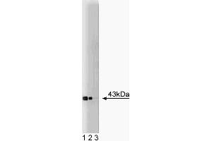 Western blot analysis of Connexin-43 on a rat cerebrum lysate. (Connexin 43/GJA1 Antikörper  (AA 252-270))
