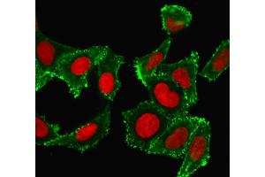Confocal immunofluorescence image HeLa cells using CD44 Mouse Monoclonal Antibody (DF1485) labeled Green (CF488) and Reddot is used to label the nuclei Red. (CD44 Antikörper)