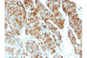 Image no. 1 for anti-CD63 (CD63) antibody (ABIN6187977) (CD63 Antikörper)