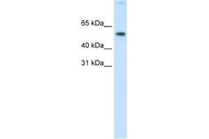 Western Blotting (WB) image for anti-V-Akt Murine Thymoma Viral Oncogene Homolog 1 (AKT1) antibody (ABIN2463692) (AKT1 Antikörper)