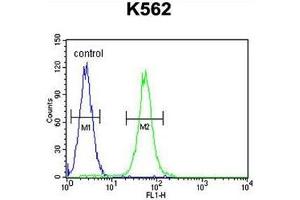 AASS Antibody (C-term) flow cytometric analysis of K562 cells (right histogram) compared to a negative control cell (left histogram). (AASS Antikörper  (C-Term))