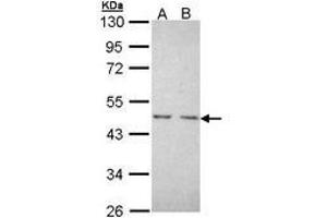 Image no. 1 for anti-Nuclear Receptor Subfamily 2, Group C, Member 1 (NR2C1) (AA 1-220) antibody (ABIN467508) (NR2C1 Antikörper  (AA 1-220))