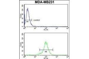 RPGRIP1 Antibody (Center) (ABIN652816 and ABIN2842532) flow cytometry analysis of MDA-M cells (bottom histogram) compared to a negative control cell (top histogram).