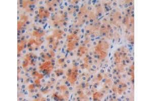 Used in DAB staining on fromalin fixed paraffin- embedded stomach tissue (FEZ2 Antikörper  (AA 1-375))