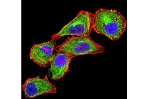 Immunofluorescence (IF) image for anti-C-Type Lectin Domain Family 9, Member A (CLEC9A) (AA 57-241) antibody (ABIN7193289)