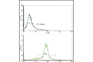 Flow cytometric analysis of hela cells using X6 Antibody (Center)(bottom histogram) comred to a negative control cell (top histogram). (PAX6 Antikörper  (AA 183-210))