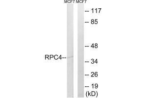 Western blot analysis of extracts from MCF-7 cells, using RPC4 antibody. (POLR3D Antikörper  (C-Term))