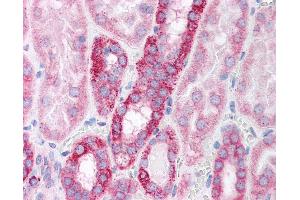 Anti-POLR2B / RPB2 antibody IHC of human kidney. (POLR2B Antikörper  (AA 805-854))