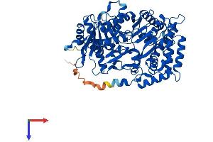 CRAT Protein (AA 1-626) (His tag)