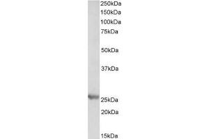 AP21517PU-N PSMB4 antibody staining of Mouse Liver lysate at 0. (PSMB4 Antikörper  (Internal Region))