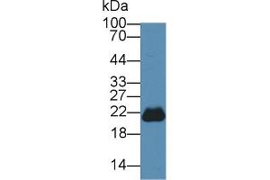 Western Blot; Sample: Mouse Cerebrum lysate; ;Primary Ab: 3µg/ml Rabbit Anti-Mouse PEBP1 Antibody;Second Ab: 0. (PEBP1 Antikörper  (AA 2-187))