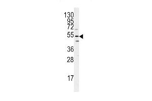 Western blot analysis of ATG14 antibody (N-term) (ABIN388584 and ABIN2849826) in mouse heart tissue lysates (35 μg/lane). (ATG14 Antikörper  (N-Term))