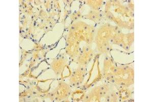 Immunohistochemistry of paraffin-embedded human kidney tissue using ABIN7165442 at dilution of 1:100 (FAM167A Antikörper  (AA 1-214))
