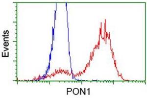 Image no. 2 for anti-Paraoxonase 1 (PON1) antibody (ABIN1500347) (PON1 Antikörper)
